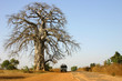 Baobab im Senegal