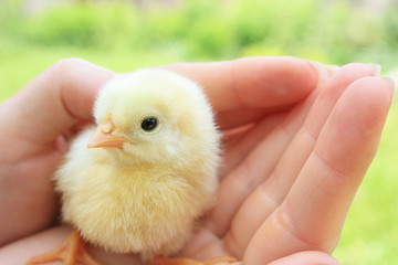 Baby chicken