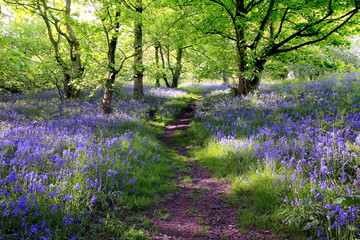 blue bells forest