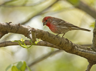 Wall Mural - House Finch.Carpodacus mexicanus