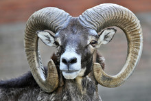 Mountain Mouflon