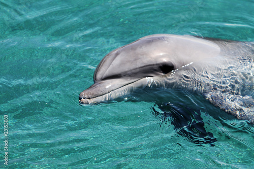 Board z aluminiowym obramowaniem Delfin