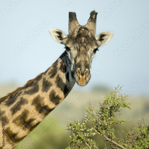 Tapeta ścienna Zbliżenie portret żyrafy, serengeti national park, serengeti
