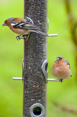 two male chiffinch on feeder with green background