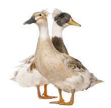 Male And Female Crested Duck, 3 Years Old