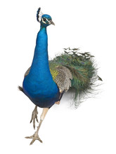 Male Indian Peafowl Walking In Front Of White Background