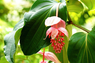 Wall Mural - rose grape, medinilla magnifica, melastomataceae