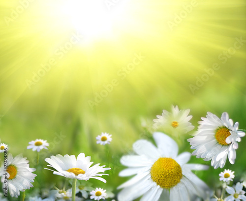 Daisy field against the sun
