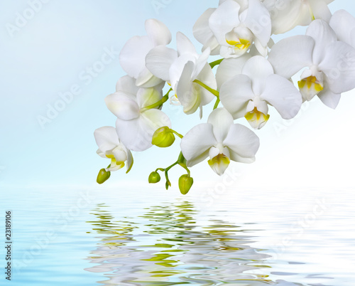 Board z aluminiowym obramowaniem Białe orchidee odbijające się w wodzie