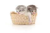 Fototapeta Koty - Isolated Kittens in Basket
