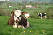 © Nicolas Dieppedalle - animal ferme vache 28