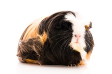 Guinea Pig Isolated On The White Background. Coronet