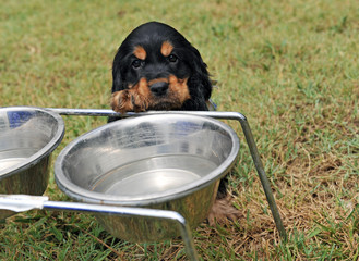 Poster - chiot à la gamelle