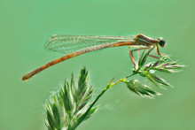 Dragonfly Resting On A Plant