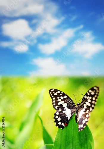 Tapeta ścienna Piękny motyl na zielonym liściem nad niebieskim niebem