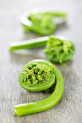 Canvas Print - Fiddleheads