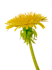 Wall Mural - isolated bright dandelion flower