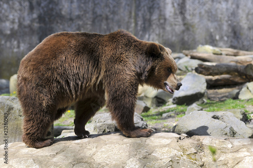 Board z aluminiowym obramowaniem Niedźwiedź brunatny (Ursus arctos) stojących na skałach