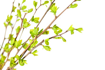 Canvas Print - Branches with green spring leaves