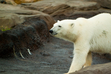 Polar bear walking on rock