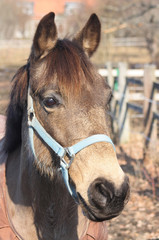 Brown Horse