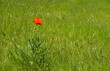 © medwedja - Mohn - zarte Blume