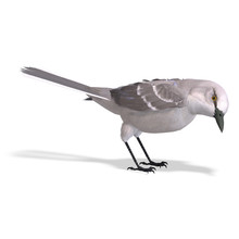 Northern Mockingbird. 3D Rendering With Clipping Path And Shadow