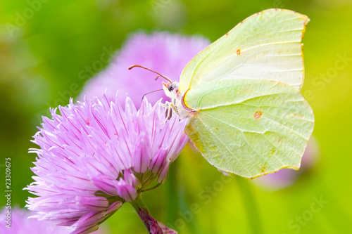 Tapeta ścienna Siarkowy motyl