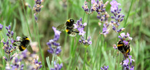 Bees On Lavender