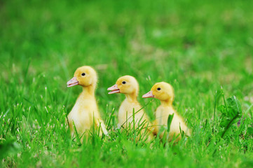 Wall Mural - Small ducklings  green grass