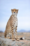 Cheetah 15