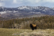 A Lone Bison in Yellowstone