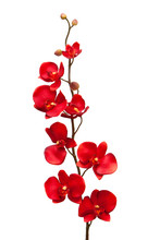 Red Orchid On White Background