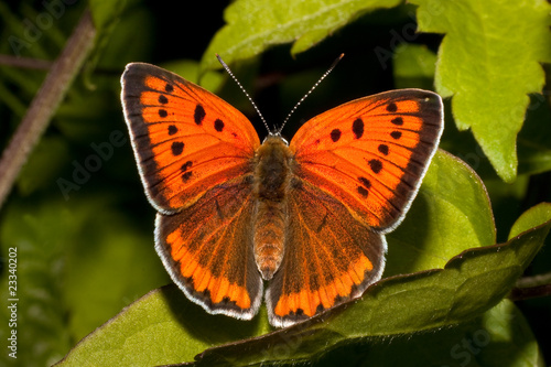 Tapeta ścienna Lycaena (chrysophanus) dispar rutilus (kobieta)