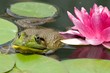 Bullfrog closeup