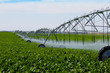 Irrigated Turnip Field