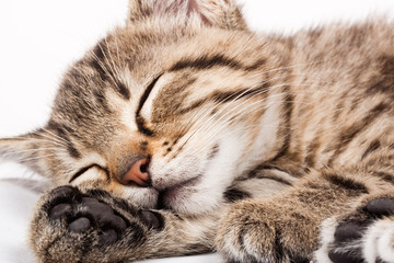 Wall Mural - sleeping cat