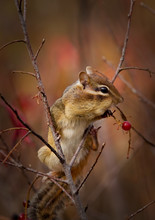 A Chipmunk Is Eating Berries