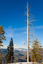 White Tree In Yosemite