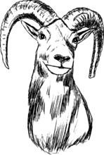 Vector - Hand Draw Mouflon , Portrait, Isolated