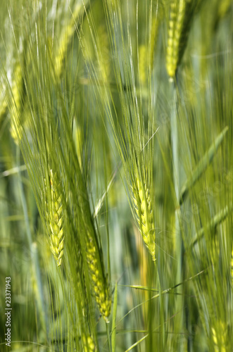 Naklejka samoprzylepna Szczegóły kornfeld