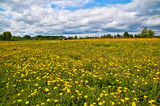 Fototapeta Dmuchawce - summer field