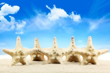 Wall Mural - seashells