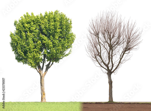 Arbre Saison Printemps Hiver Feuille Branche Nu Tronc Vert Stock Photo Adobe Stock Arbre Saison Printemps Hiver Feuille Branche Nu Tronc Vert Stock Photo Adobe Stock