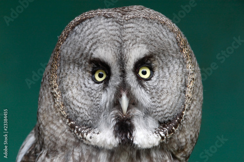Obraz na płótnie canvas trzyczęściowy "tryptyk" Portret ural owl