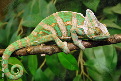 Naklejka samoprzylepna Kameleon-02