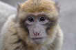 Baby Macaque (barbary ape)