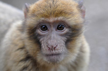 Baby Macaque (barbary Ape)