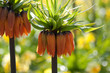 Crown Imperial Fritillary