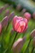 Pink sunlit tulip